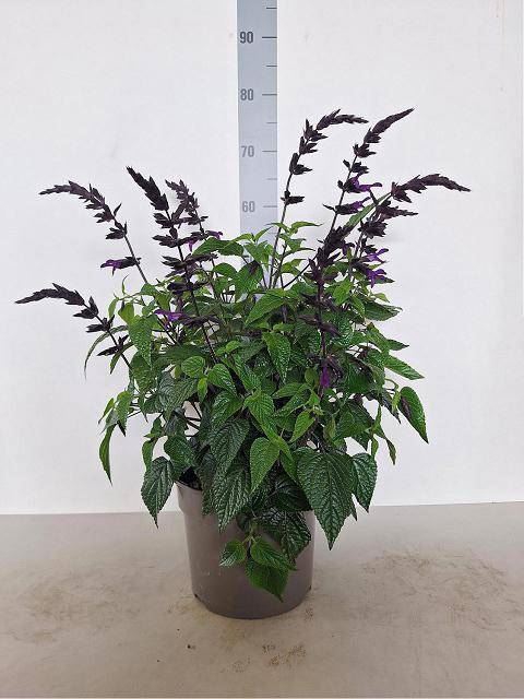 <h4>Salvia  'Purple and Bloom'</h4>