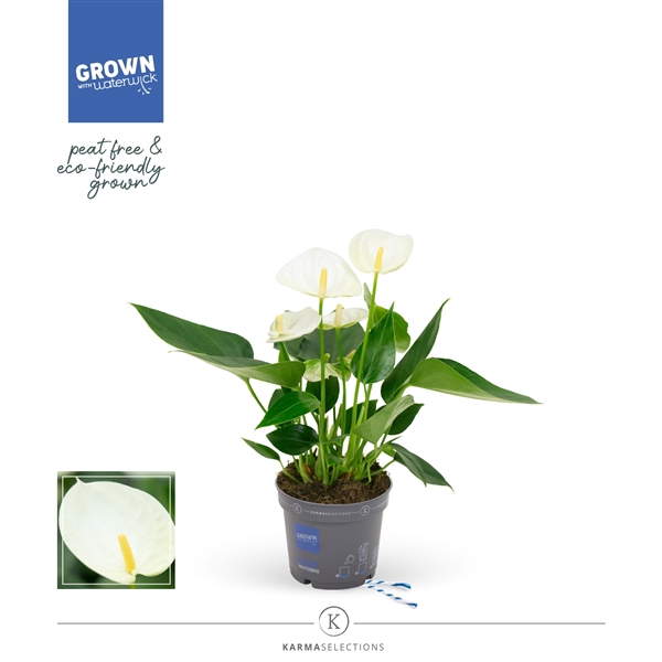 <h4>Mimesis Anthurium KARMA White - 9cm</h4>