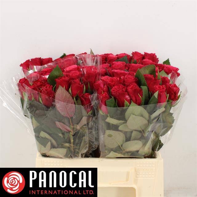 <h4>R GR TACAZZI+</h4>