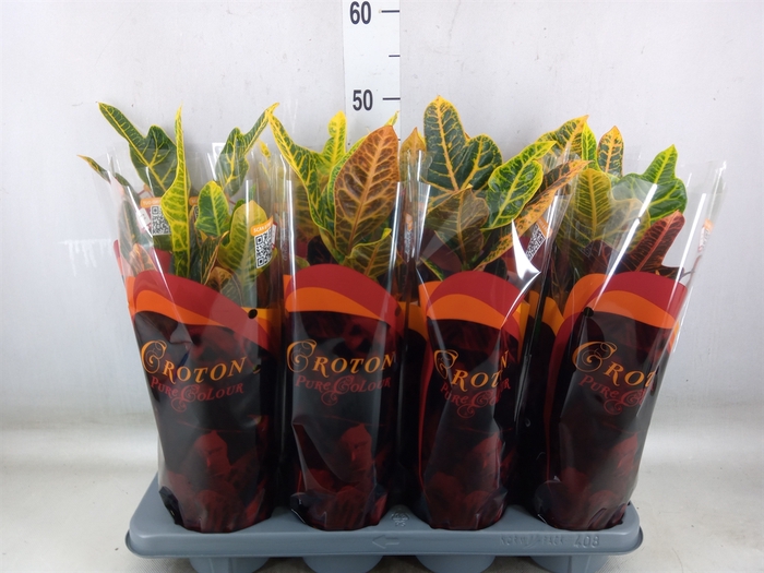 <h4>Codiaeum var. GR 'Excellent'</h4>