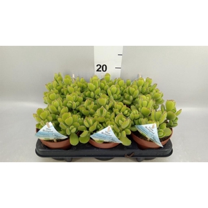 Cotyledon tome. ladys.