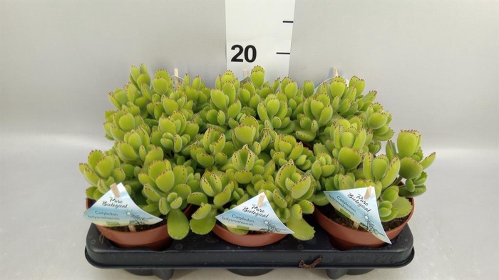 <h4>Cotyledon tome. ladys.</h4>