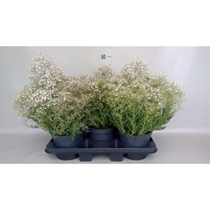 Gypsophila panic. 'Summer Sparkles'