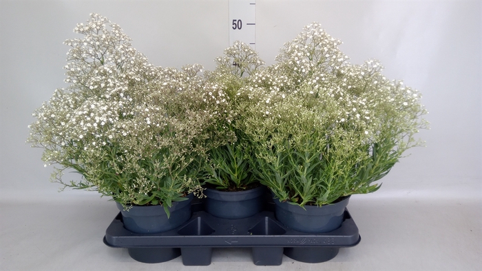 <h4>Gypsophila panic. 'Summer Sparkles'</h4>