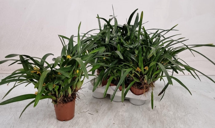 <h4>ORCHIDEEEN OVERIG</h4>