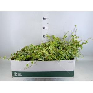 Hedera helix 'White Wonder'