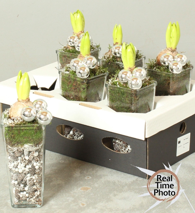 <h4>ARR HYACINTH</h4>