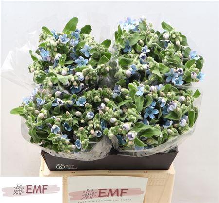 <h4>Oxy Co Tan Pure Blu</h4>