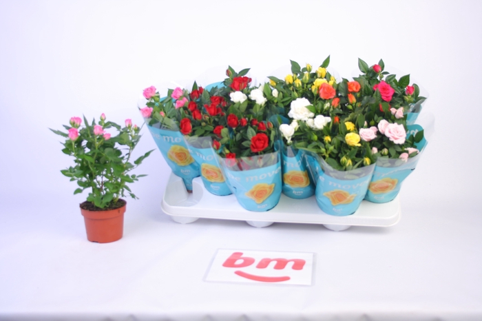 <h4>RO B MONDE GEM 7 SRT</h4>