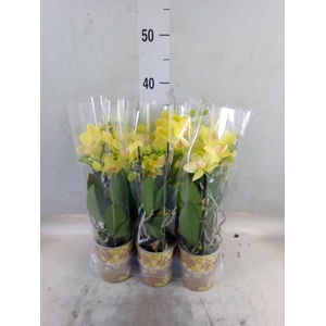 Phalaenopsis multi.   ...yellow