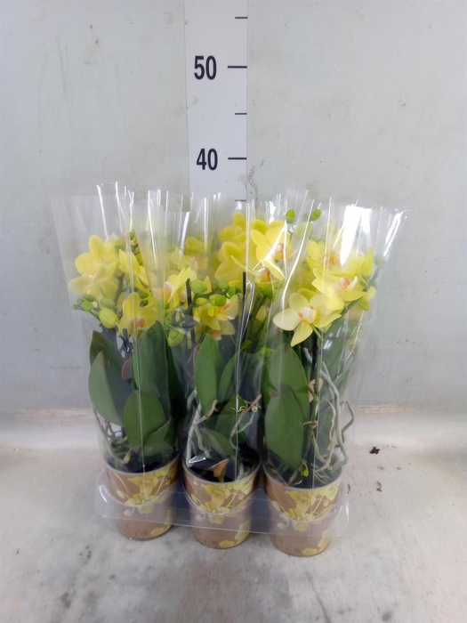 <h4>Phalaenopsis multi.   ...yellow</h4>