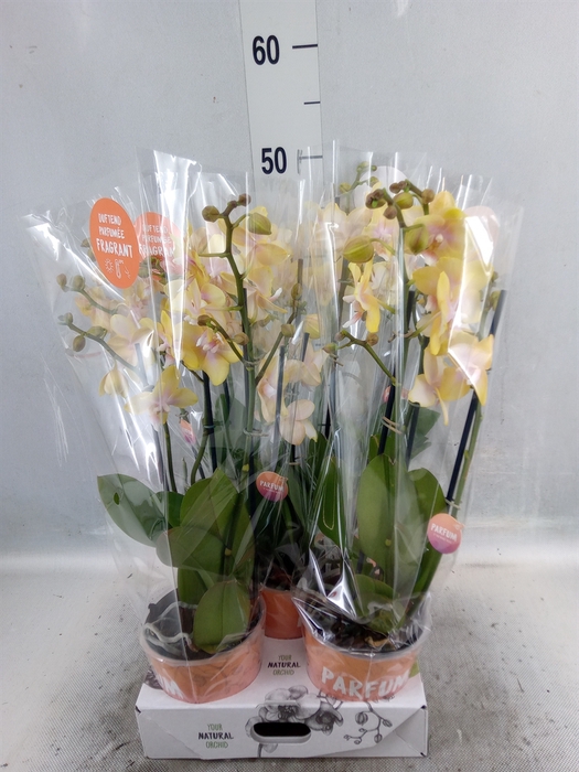 <h4>Phalaenopsis multi. 'Ant Bolgheri'</h4>