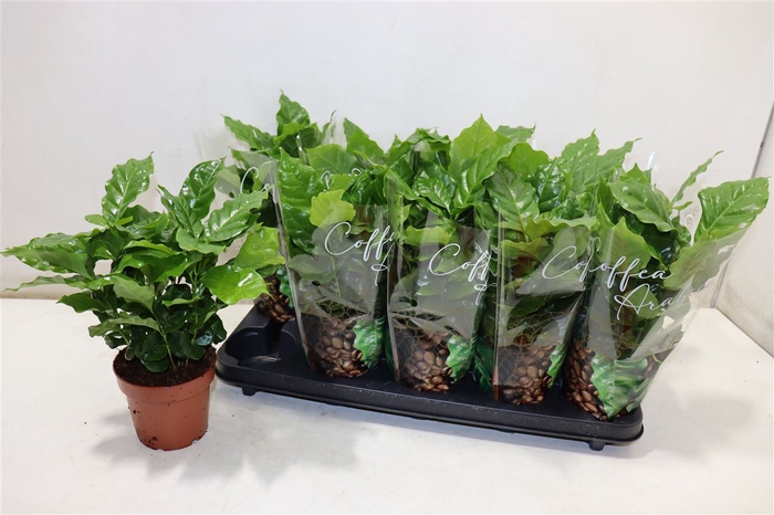 <h4>arr8 Coffea Arabica</h4>