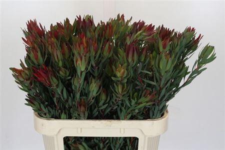 <h4>Leucad Salignum Blush Spray</h4>