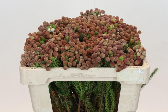 <h4>BERZ SQUARROSA</h4>