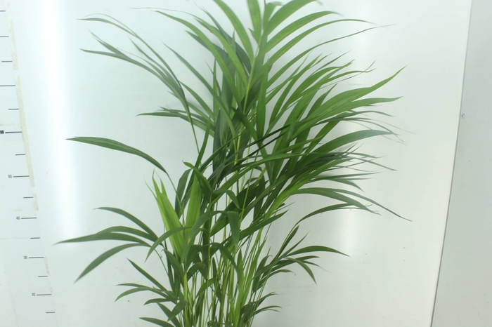 <h4>ARECA BAMBU P24</h4>