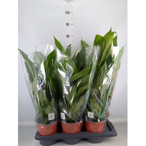 Spathiphyllum  'Bingo Cupido'