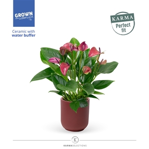 Anthurium - Karma Purple | Atlanta Burgundy | Perfect fit