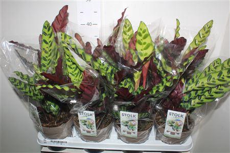 <h4>Calat Lancifolia</h4>