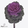 Brassica crane ruffle red