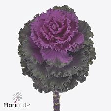 Brassica crane ruffle red