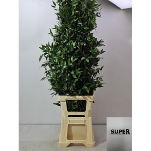 RUSCUS LANG PB 5 TAK