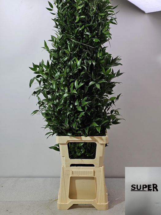 <h4>RUSCUS LANG PB 5 TAK</h4>