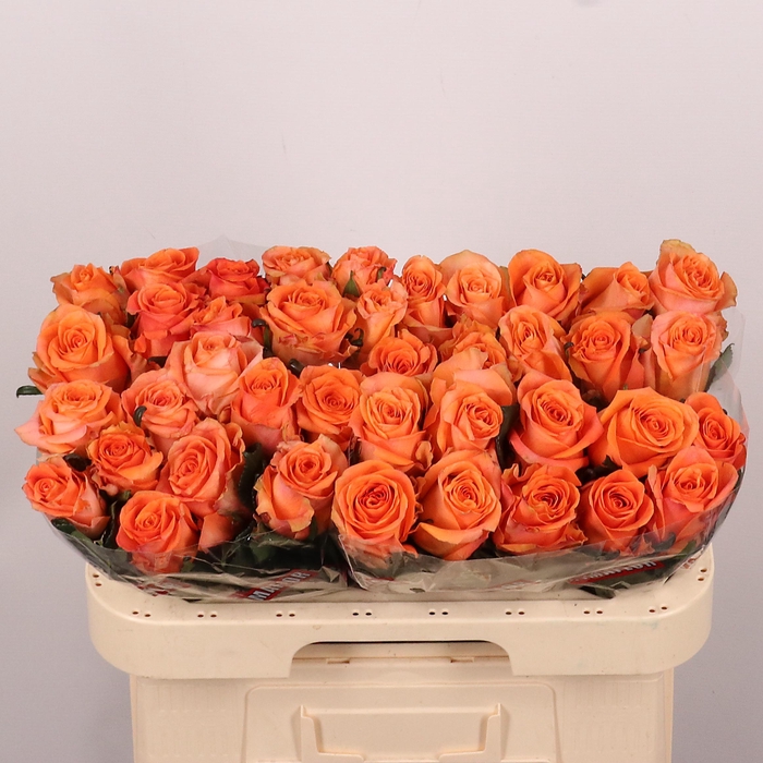 <h4>R GR ON FIRE</h4>