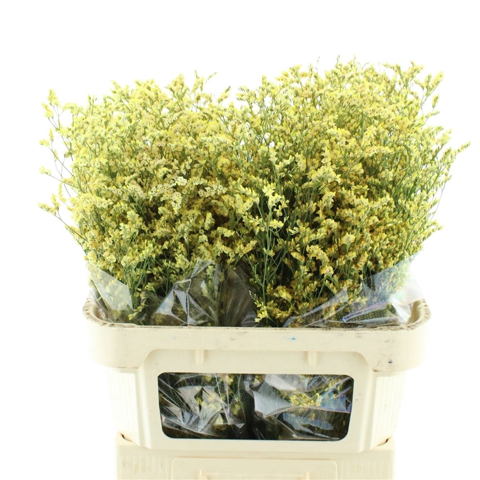 <h4>Limonium Joy Peach</h4>