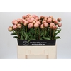 Paeonia Albert Crousse