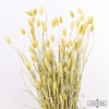Dried Phalaris Frosted Yellow Bunch