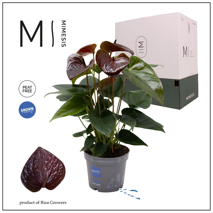 <h4>Mimesis Anthurium KARMA Essencia - 12cm</h4>