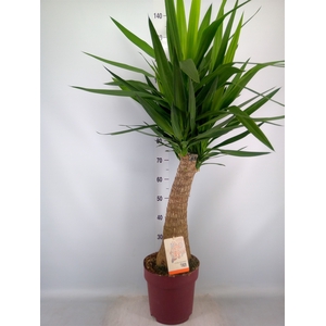 Yucca elephantipes   ...