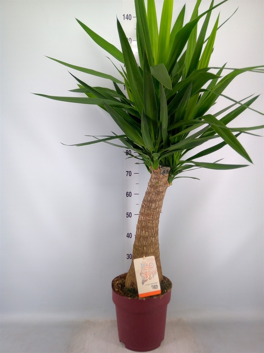 <h4>Yucca elephantipes   ...</h4>