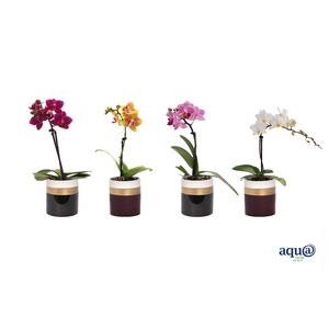 Dolomite Horizon Black / Bordeaux Tiny Dolls Mix 1T7+ Aqu@