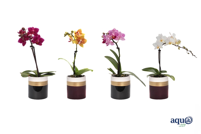 <h4>Dolomite Horizon Black / Bordeaux Tiny Dolls Mix 1T7+ Aqu@</h4>