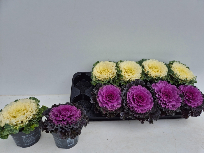<h4>BRASSICA (SIERKOOL)</h4>