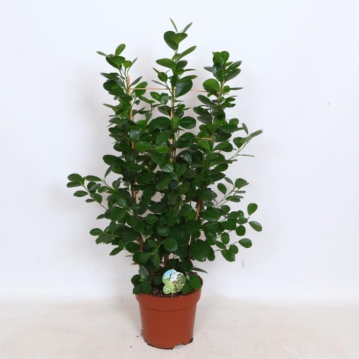 <h4>Ficus Mi Moclame Rek</h4>