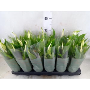 Spathiphyllum  'Chopin'