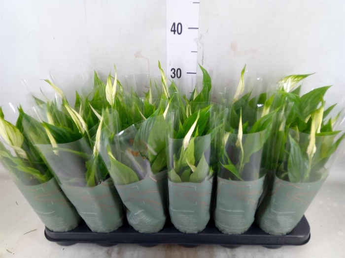 <h4>Spathiphyllum 'Chopin'</h4>
