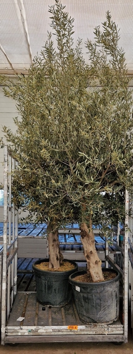 <h4>OLEA EUROPAEA</h4>