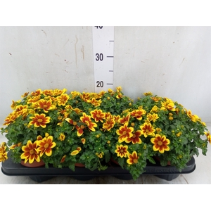Bidens fer. 'Beedance Painted Red'