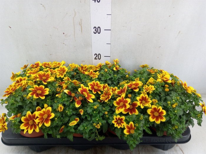 <h4>Bidens fer. 'Beedance Painted Red'</h4>