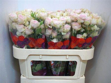 <h4>R Tr Sweet Blossoms</h4>