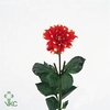 DAHLIA NAGANO DAHL NAGANO
