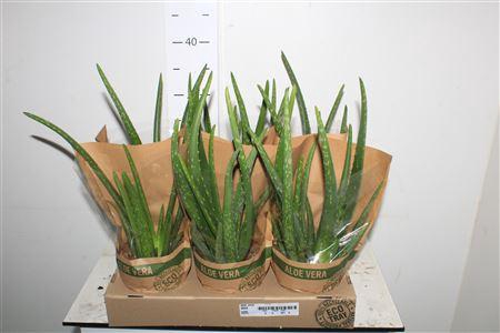 <h4>Aloe Vera</h4>