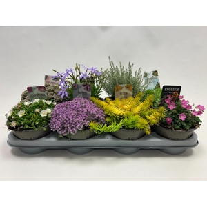Plantes de rocailles mix p14