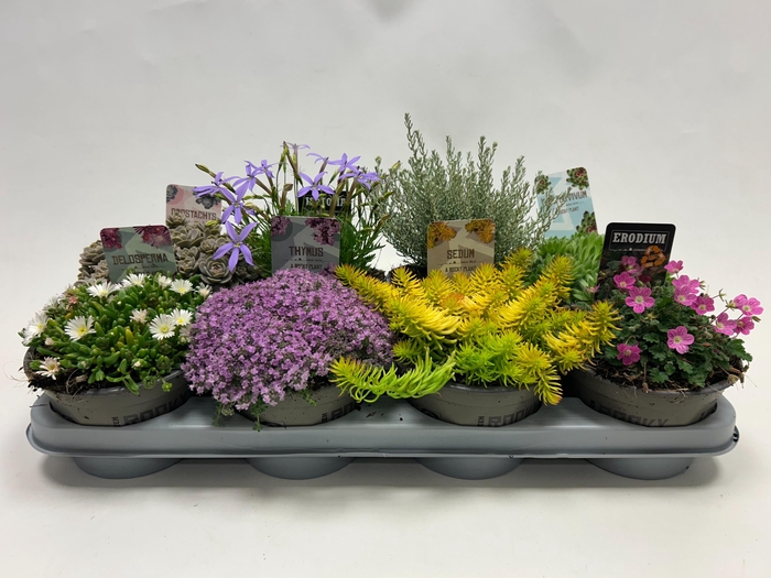 <h4>Plantes de rocailles mix p14</h4>