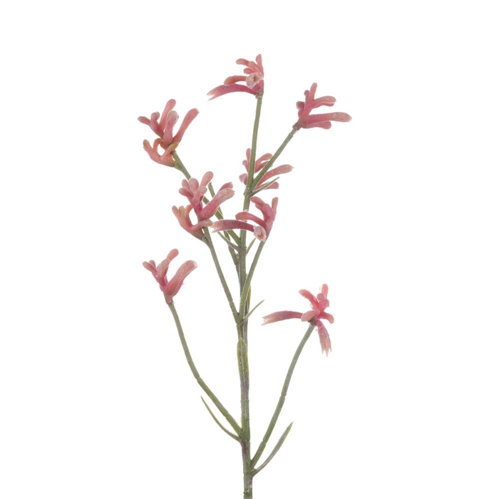<h4>AF Anigozanthos L71cm Pink</h4>
