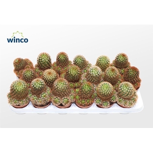 Mammillaria Carmenae Rubrispinus